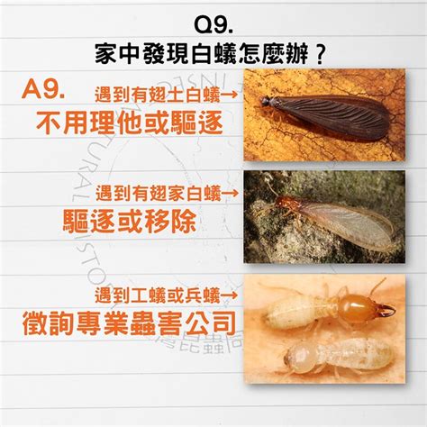 防止白蟻入侵|白蟻防治該怎麼實施？5個專家多年實作方法一定要學。